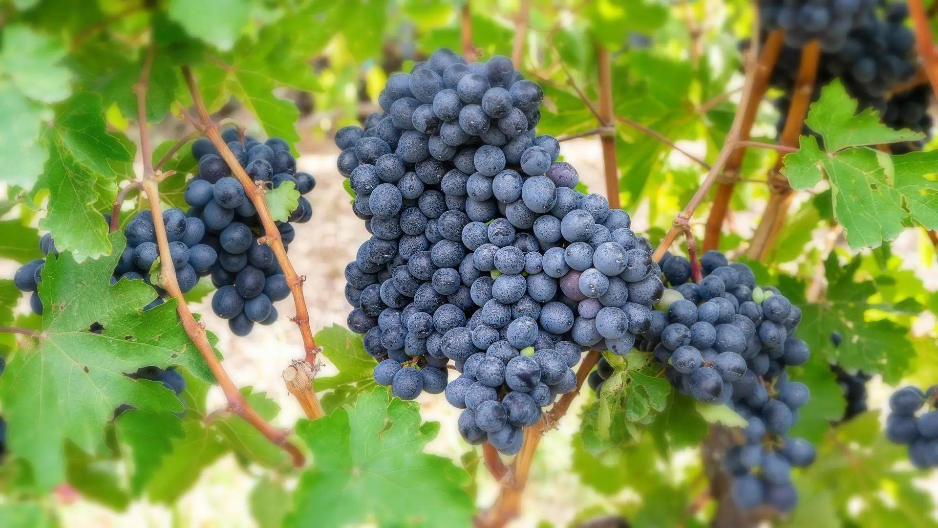 Weinbergfest Schenklengsfeld - eine Weinrebe